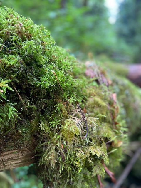 Moss on log