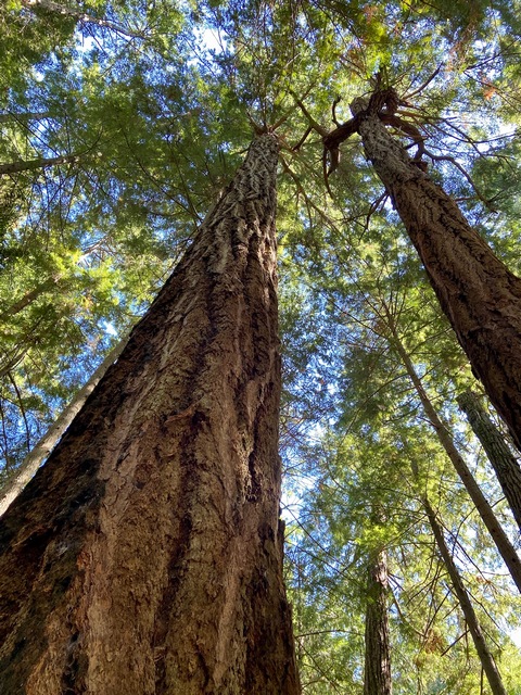 Heritage Forest tall trees
