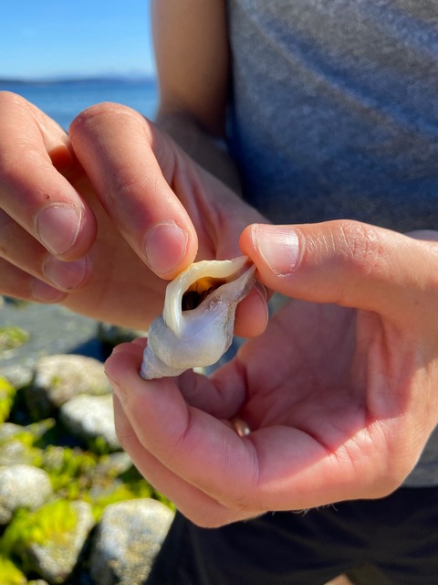 Finding seashells