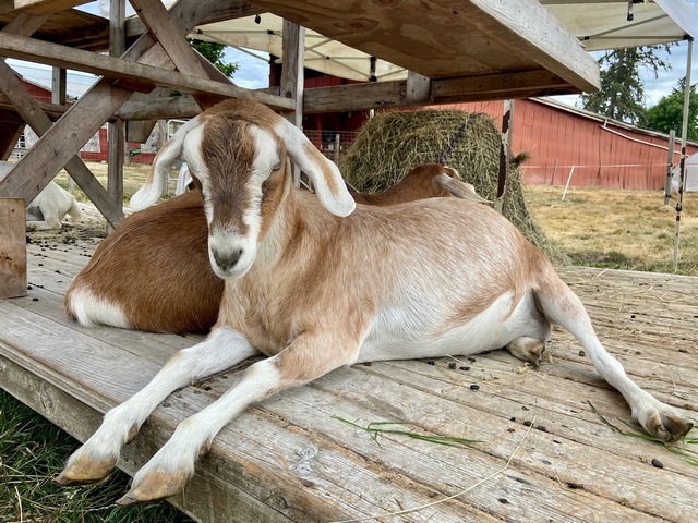 Goats at MorningStar Farm