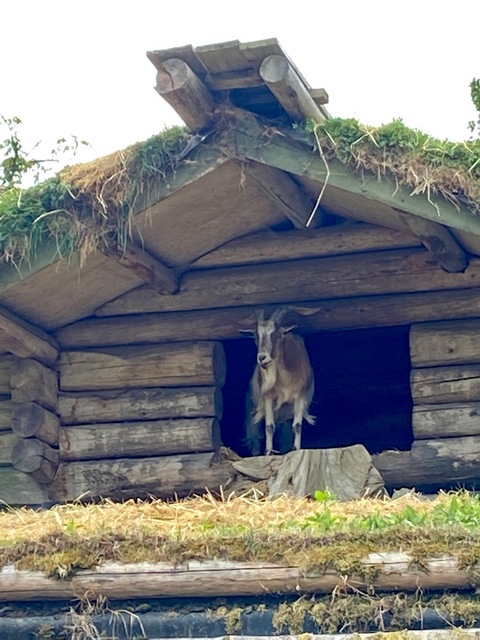 Goats on the Roof