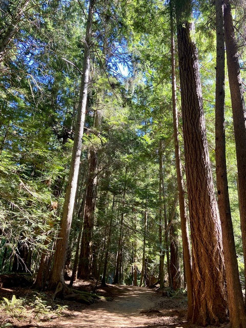 Heritage Forest pathway