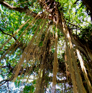 Hawaii Tree