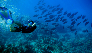 Maui Snorkeling