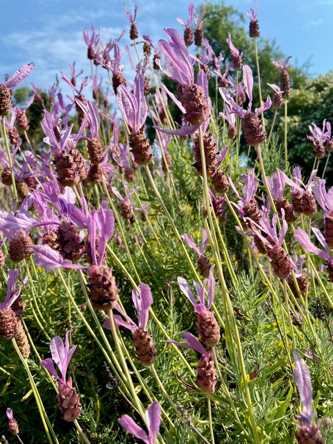 UBC Physicians Garden