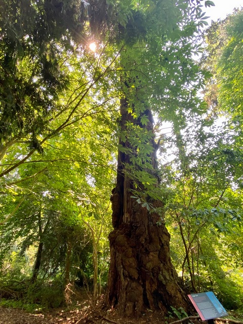 UBC Botanical Garden famous trees