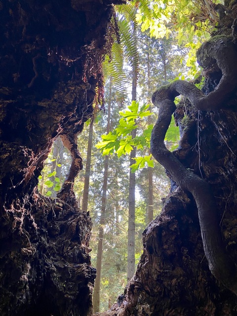 Huge trees you can stand inside