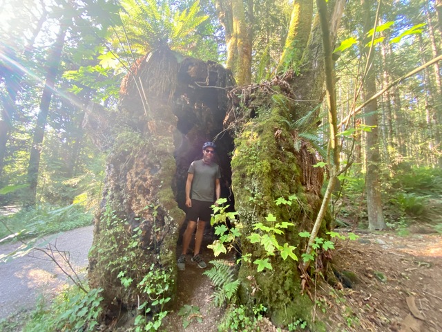 Huge trees you can stand inside