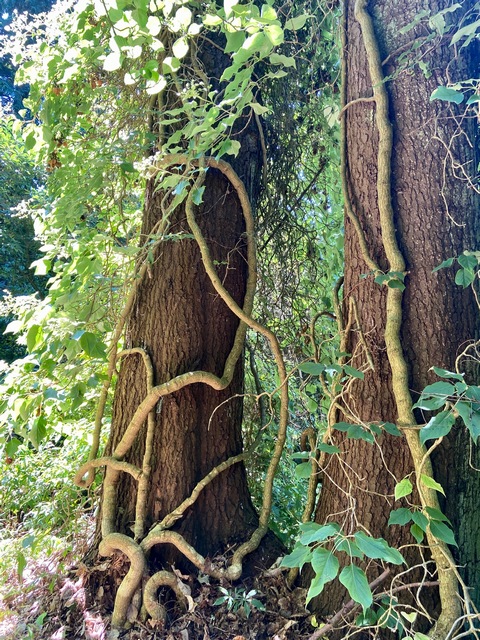 UBC Botanical Garden trees
