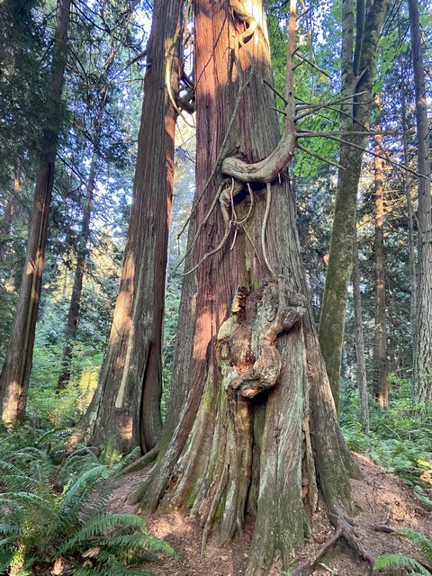 Unique trees in the middle of Stanley Park