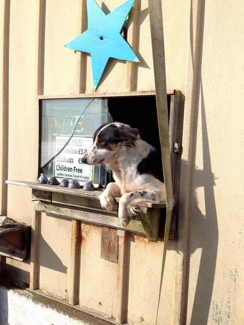 Booth with dog at the Dingle Peninsula beehives