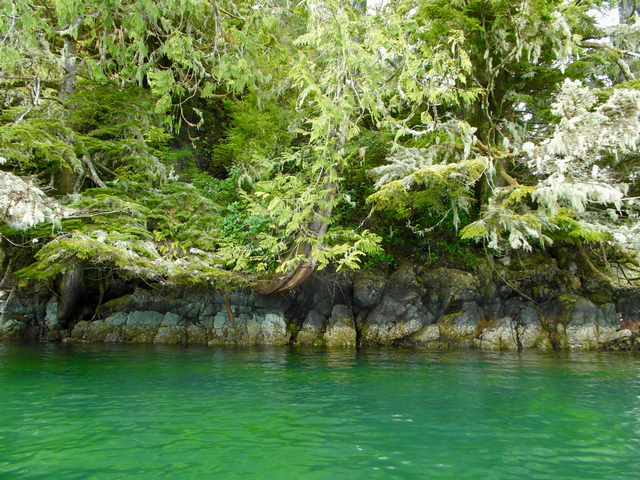 Sea Kayaking in Tofino