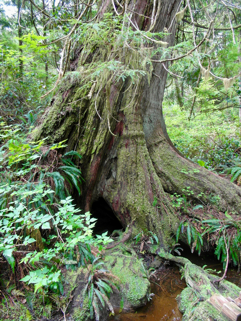 Ancient Cedar Trees on Meares Island